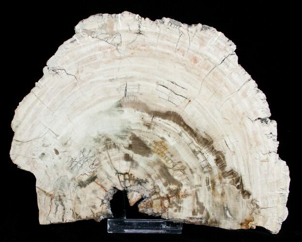 Large / inch Petrified Wood Slab - Madagascar #3306